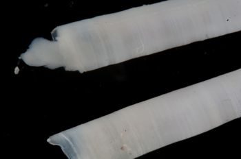 Media type: image;   Malacology 393903